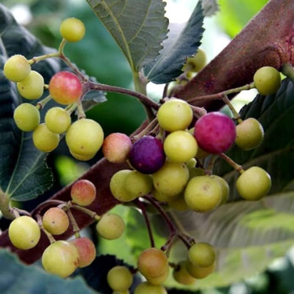 Falsa Fruit Plant For Gardening - Naturemart.in