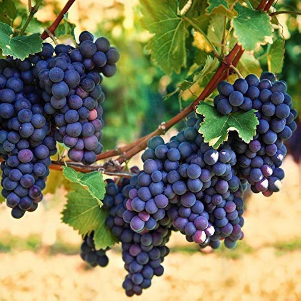 Grape Fruit Plant | Angoor Vine - Naturemart.in
