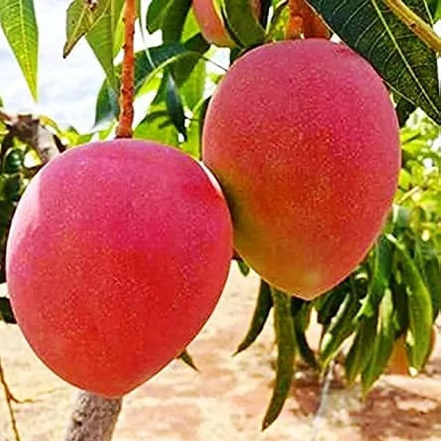 Japanese Miyazaki Mango Grafted Plant - Naturemart.in