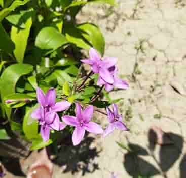 TAGAR FLOWERS PLANTS (BLUE) - Naturemart.in