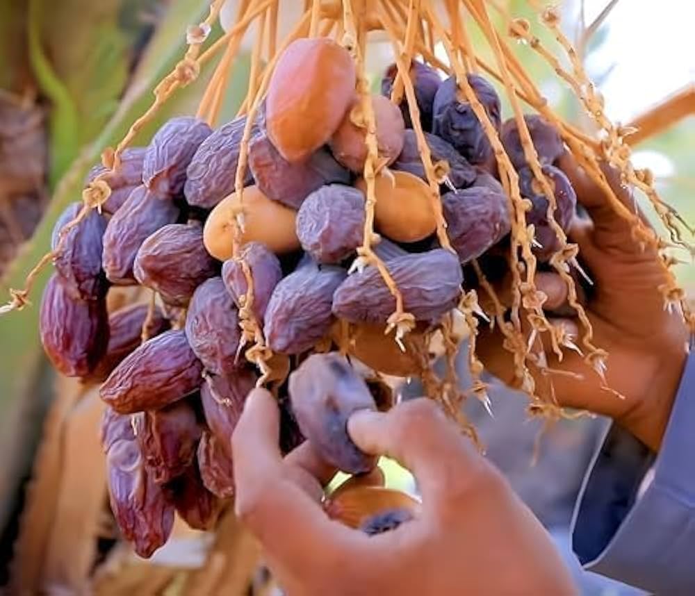 Dwarf Arabian Date Plant - Naturemart.in