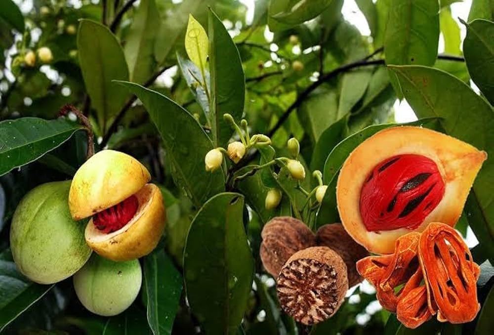 Jayaphal And Jatiphal -Spices Plants - Naturemart.in
