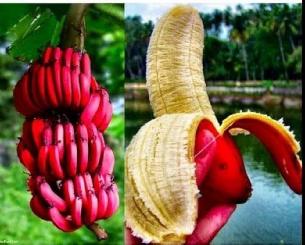 Sweet Red Banana Fruit Plant - Naturemart.in