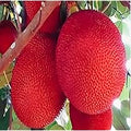 All Time Red Jack-Fruit Grafting Plants - Naturemart.in