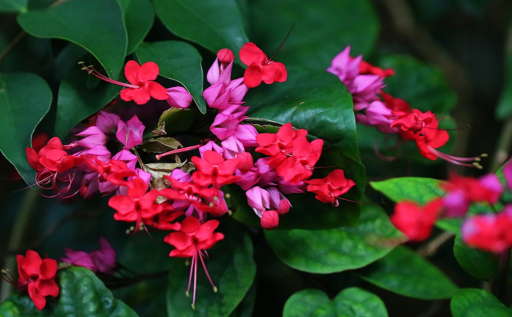 Bleeding Heart Vine Flower plant (Red) - Naturemart.in