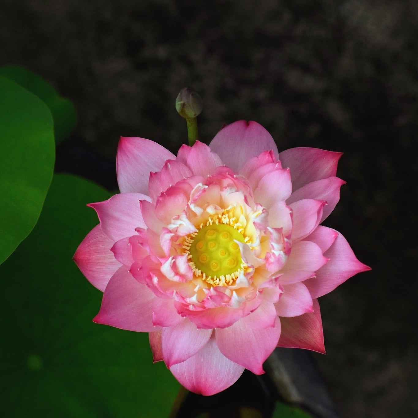 Rare Eos Lotus Tuber – Micro Variety (Pack of 1)