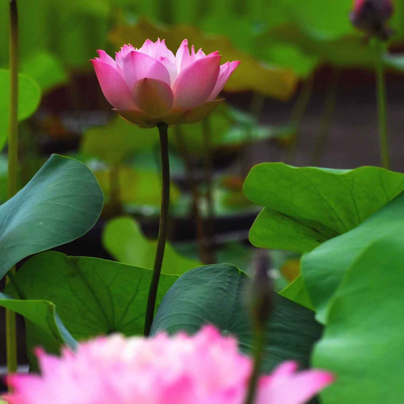 Rare Eos Lotus Tuber – Micro Variety (Pack of 1)
