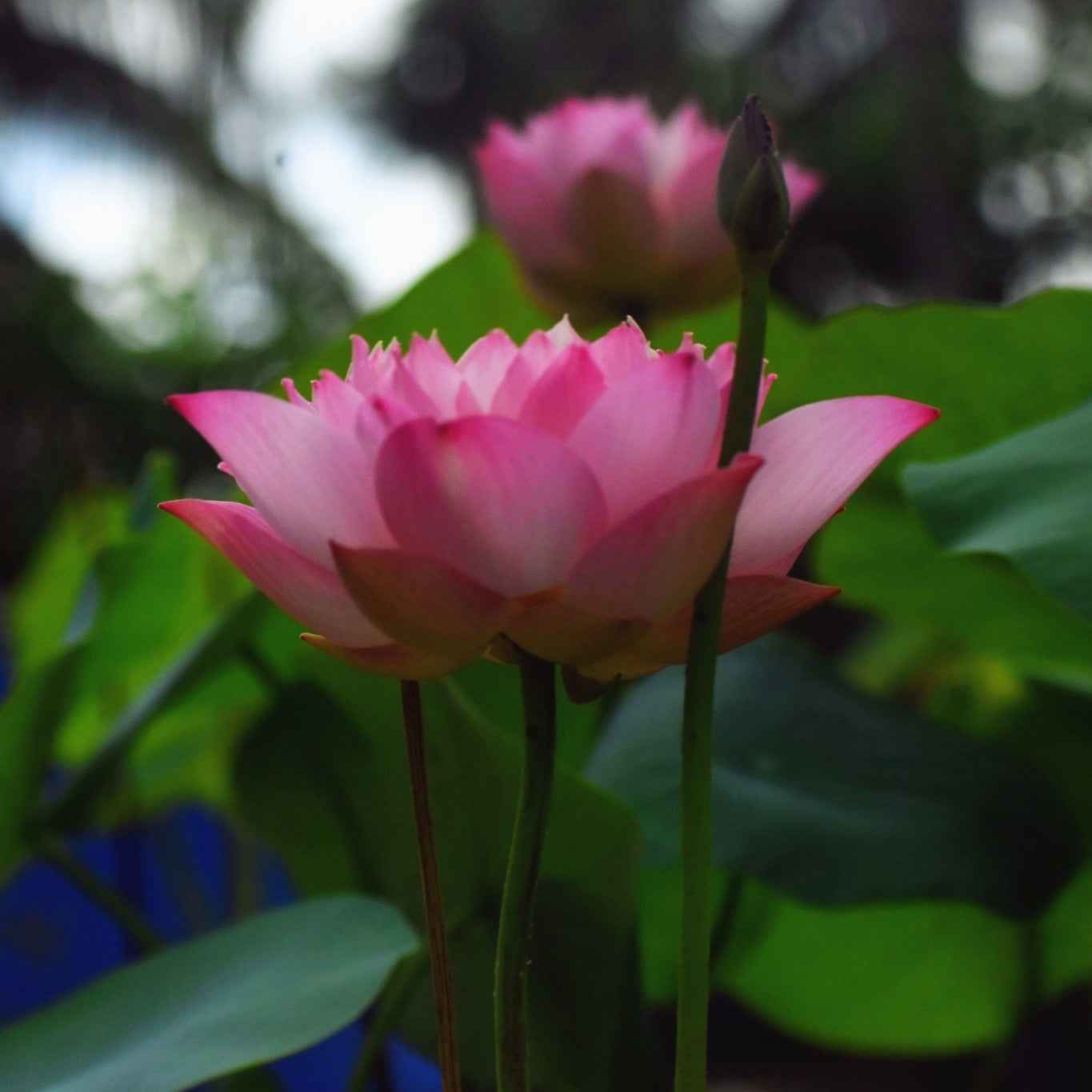 Rare Eos Lotus Tuber – Micro Variety (Pack of 1)