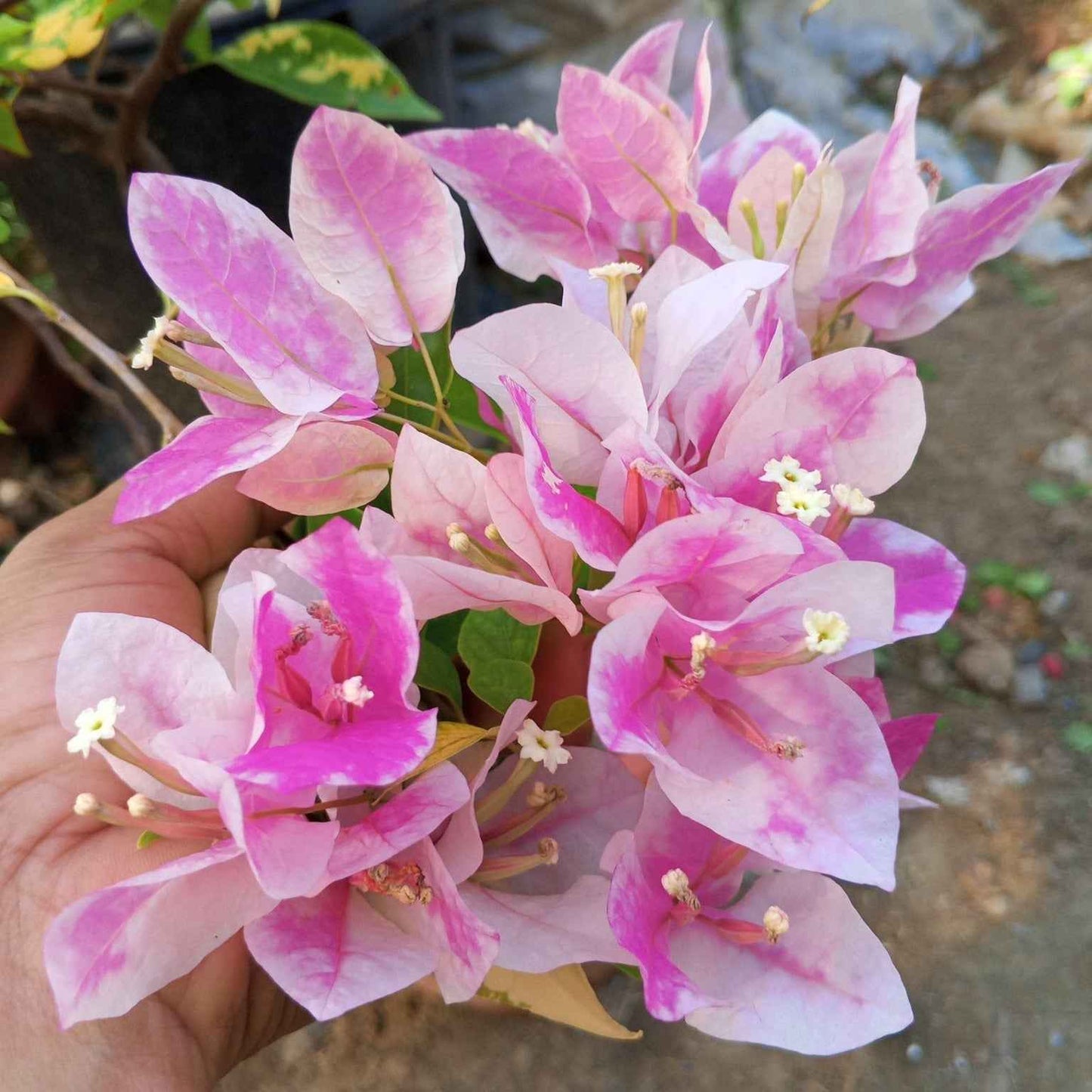 Bougainvillea Flowers PLANT( ID- ICE CREAM)