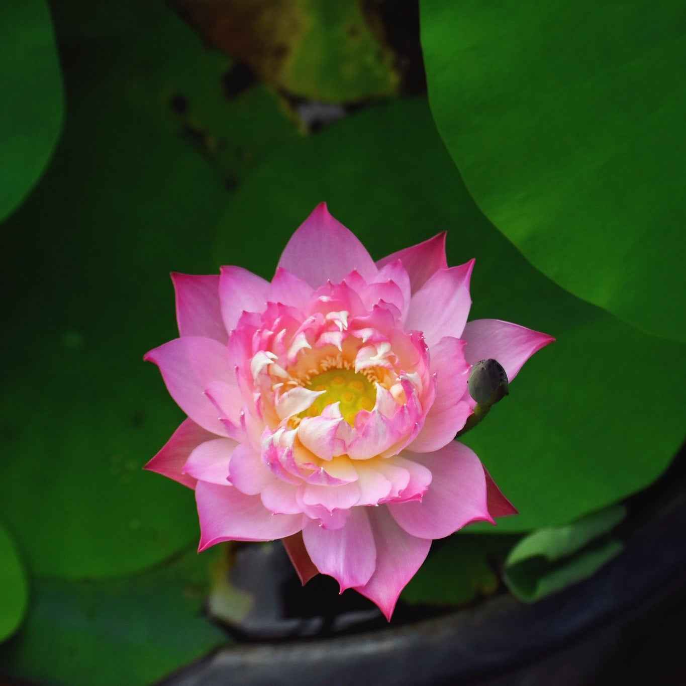 Rare Eos Lotus Tuber – Micro Variety (Pack of 1)