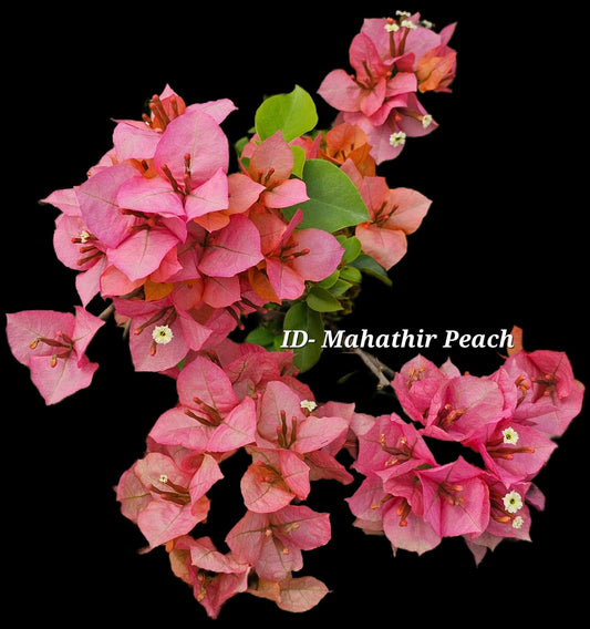 Mahathir pink bougainvillea flower plant