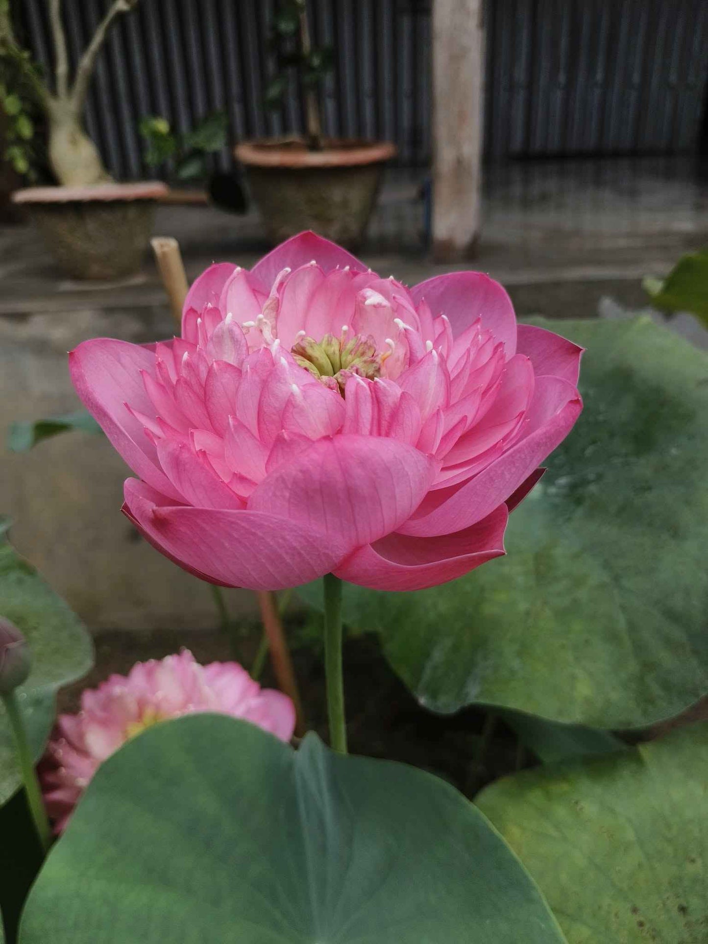 New Amery Peony lotus Tuber
