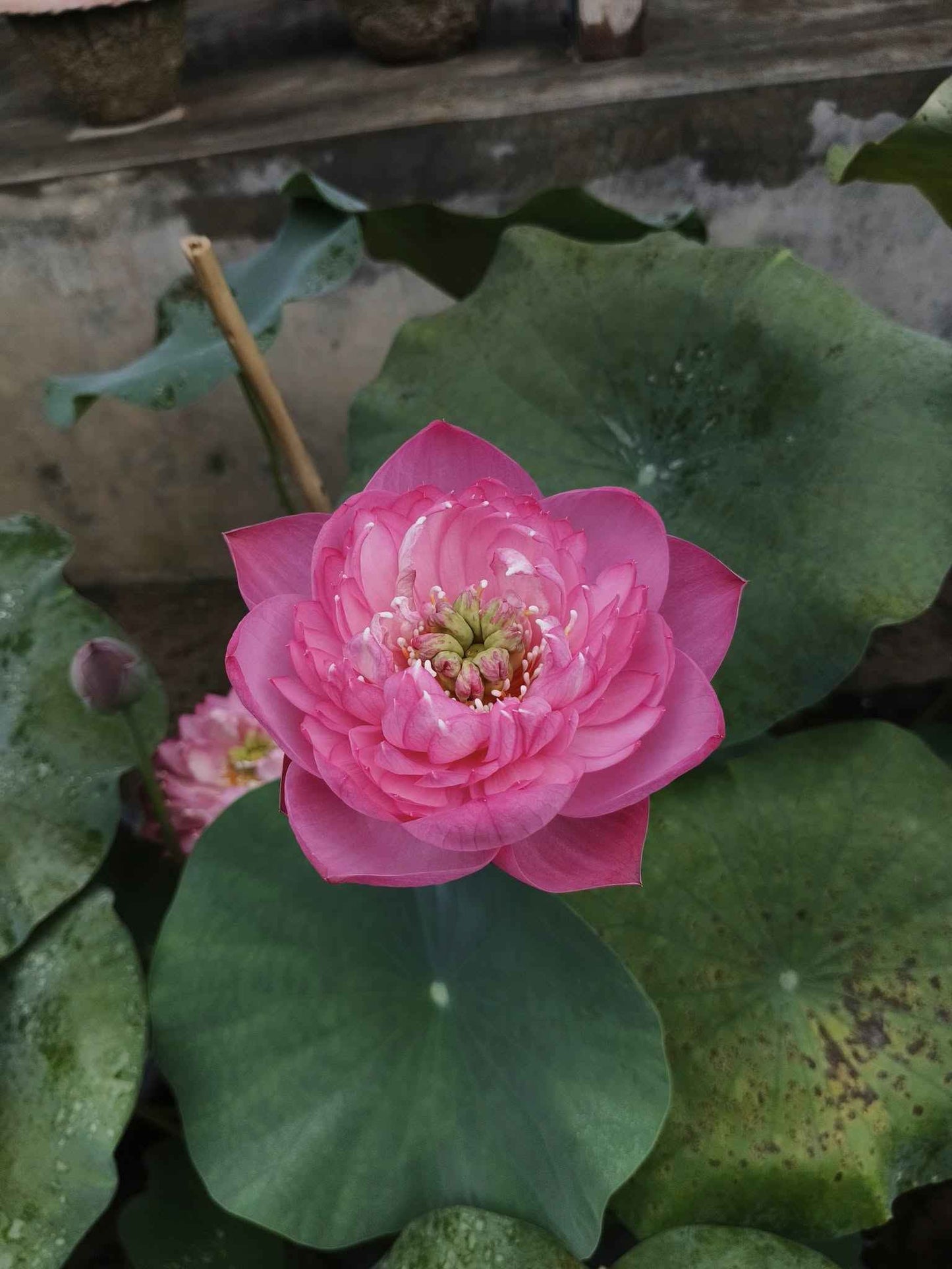 New Amery Peony lotus Tuber
