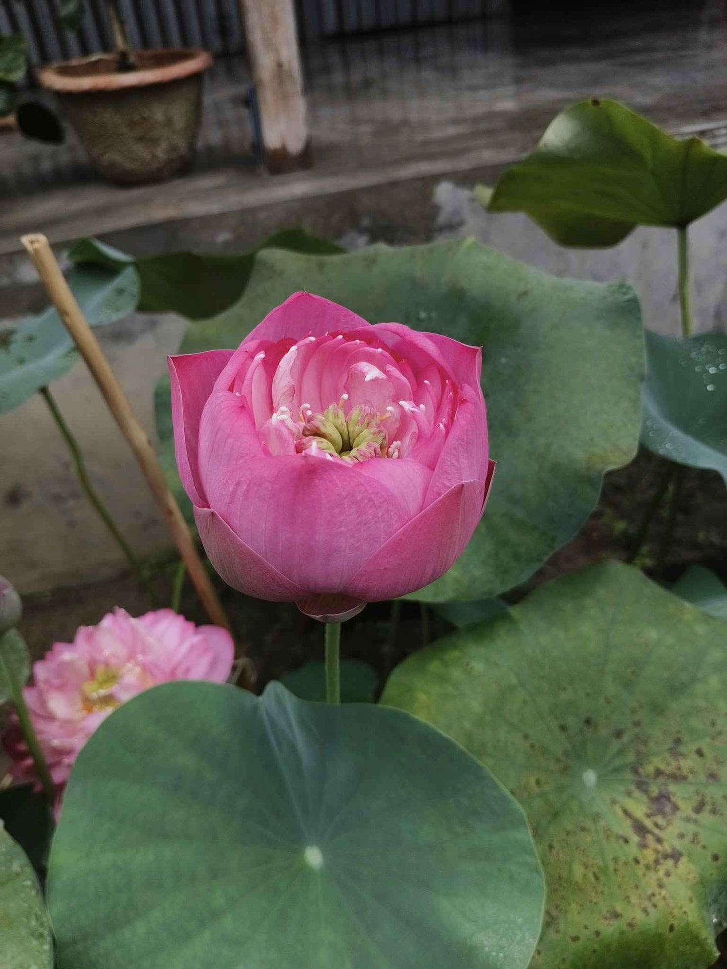 New Amery Peony lotus Tuber