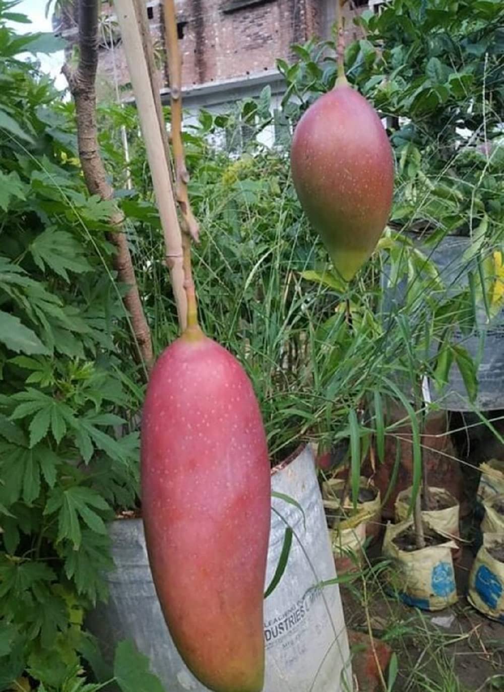 King Of Chakapat Mango Fruit Plant - Naturemart.in