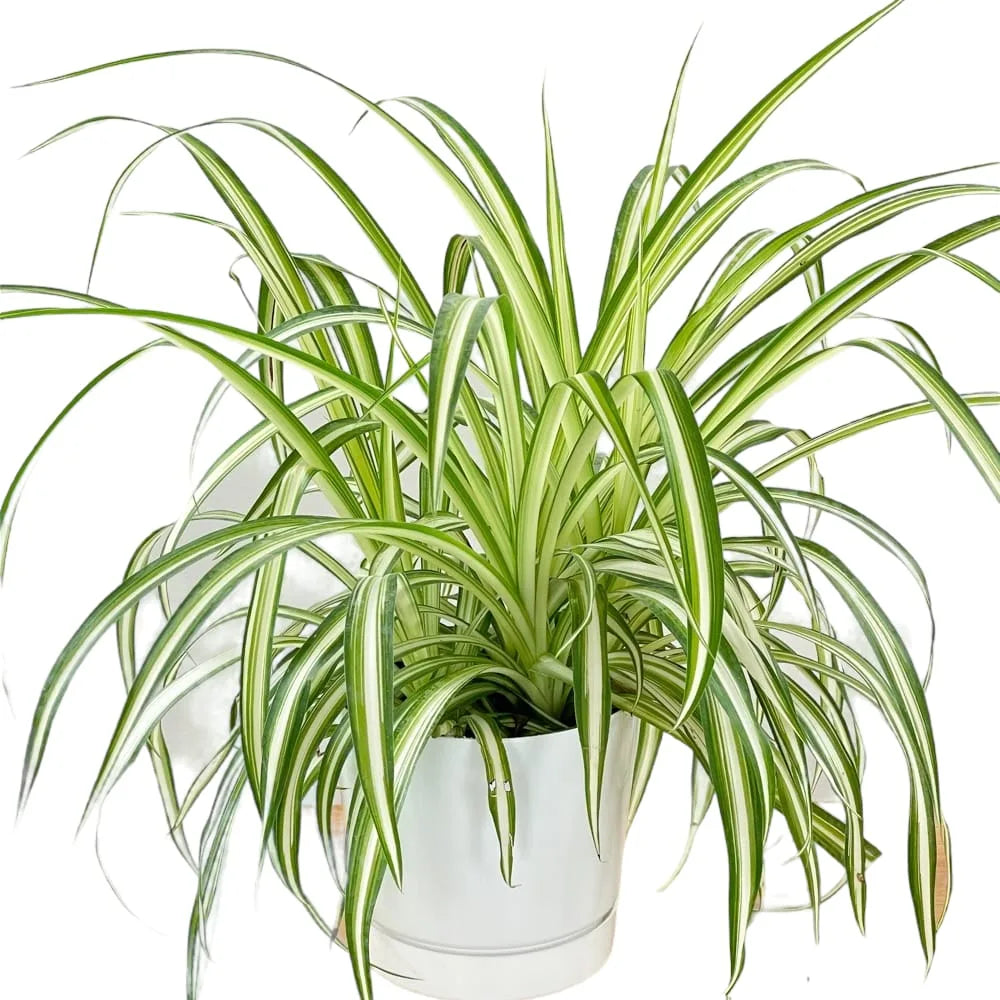 Spider Plant - Naturemart.in