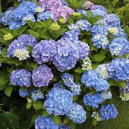 Hydrengea Flowers Plant For Home Garden - Naturemart.in
