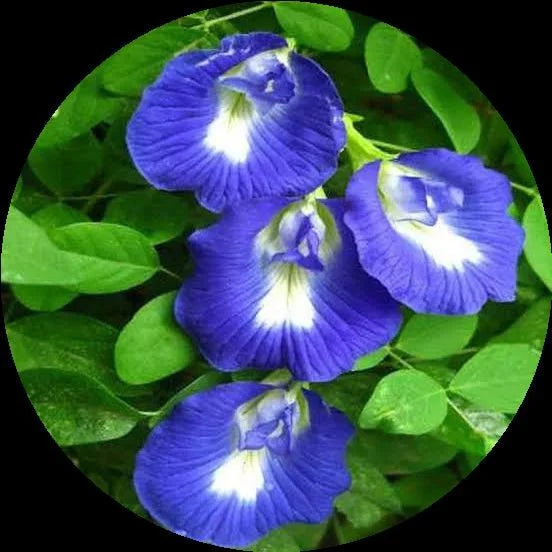Aparajita Flowering Plant(Blue)Colour - Naturemart.in