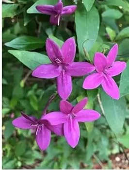 TAGAR FLOWERS PLANTS (BLUE) - Naturemart.in
