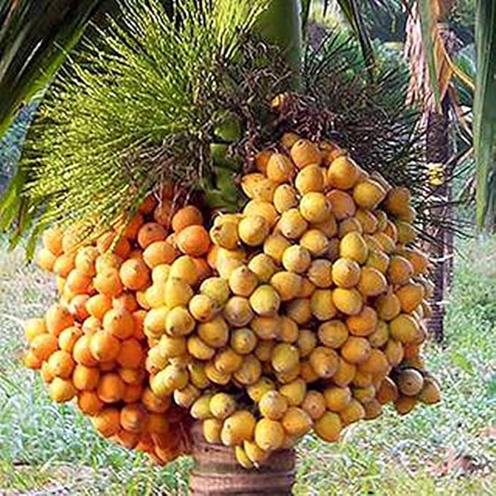 Supari Plant | Betel Nut Fruit Plant. - Naturemart.in