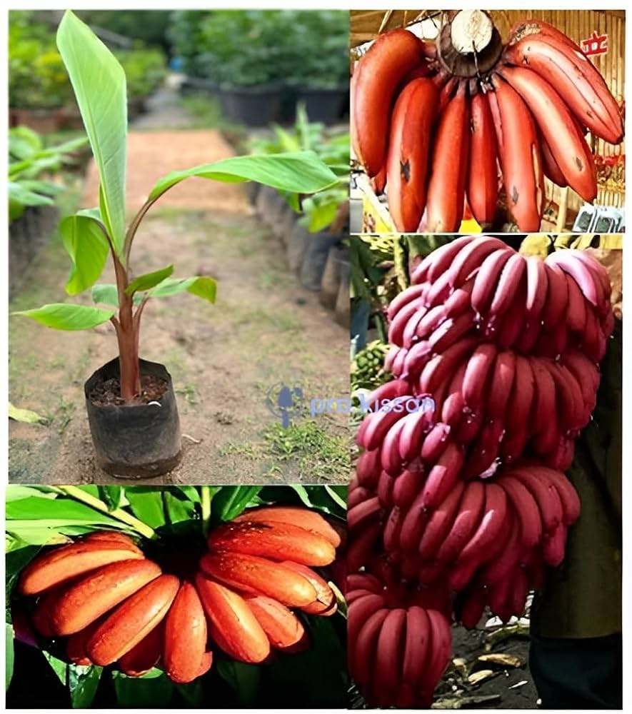 Sweet Red Banana Fruit Plant - Naturemart.in