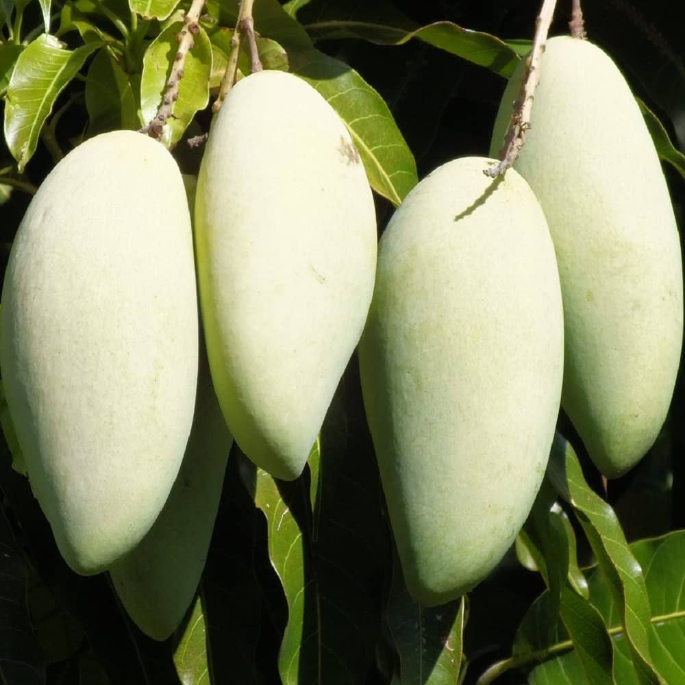 Ixora Honeydew Mango Fruit Plant (Grafted) - Naturemart.in