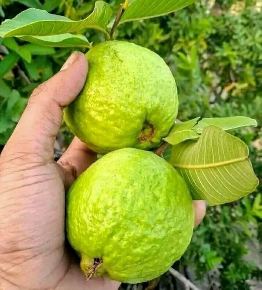 Thai Kg Guava Fruit Plant - Naturemart.in
