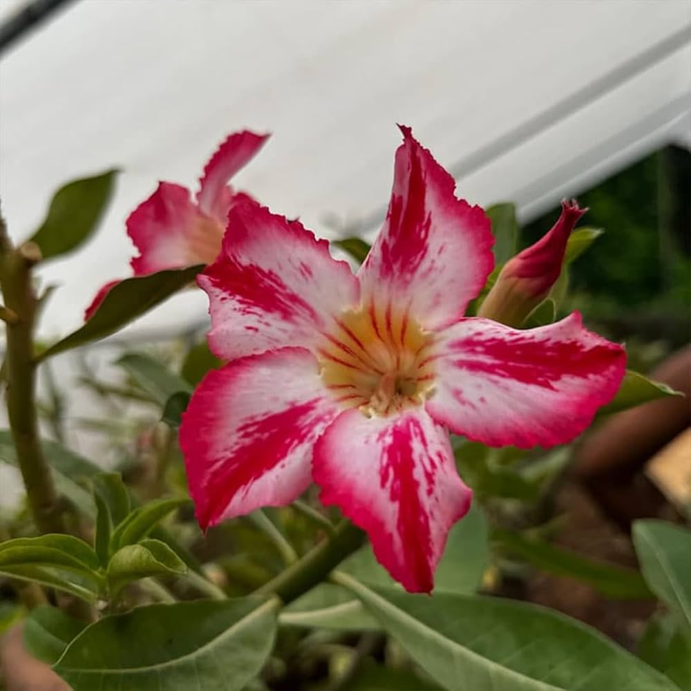 Rose Variety Adenum Flower Plant For Home Garden - Naturemart.in