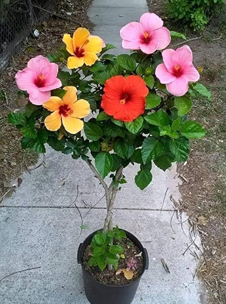 Multi-Grafted Hibiscus Plant(4-6) Colour - Naturemart.in