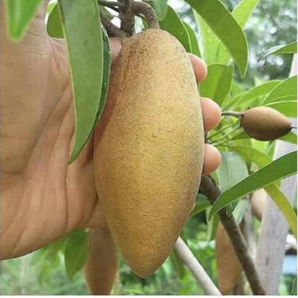 Banana Chiku Grafted Fruit Plant - Naturemart.in