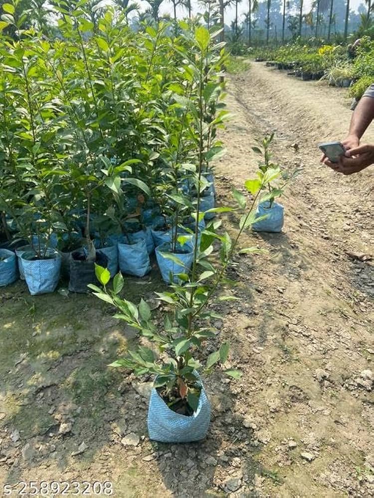Hybrid Alubukhra- Grafting Fruit Plant - Naturemart.in