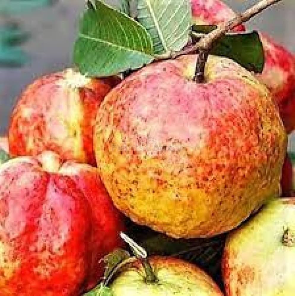 Elhabad Surkha Guava Fruit Plant - Naturemart.in
