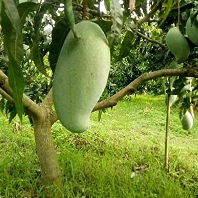 Brunei King Mango Plant (4kg) - Naturemart.in