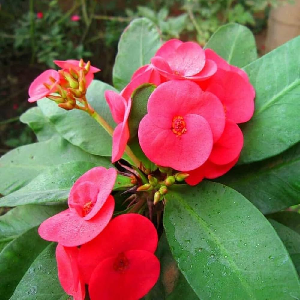 Euphorbia flowers plant (red) For Home Garden - Naturemart.in
