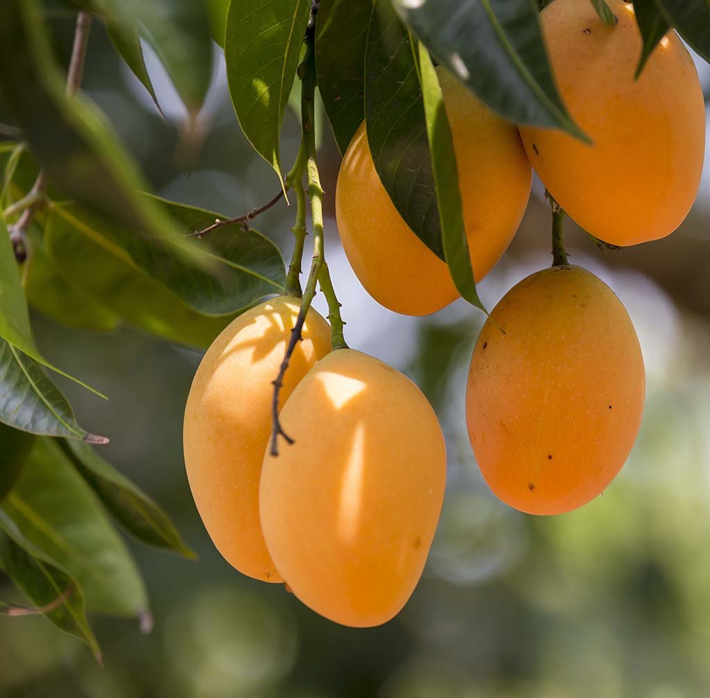 Mango Tree (Alphonso, Grafted) - Plant - Naturemart.in