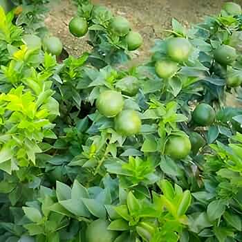Dwarf Chinese Mosambi Fruit Plant - Naturemart.in