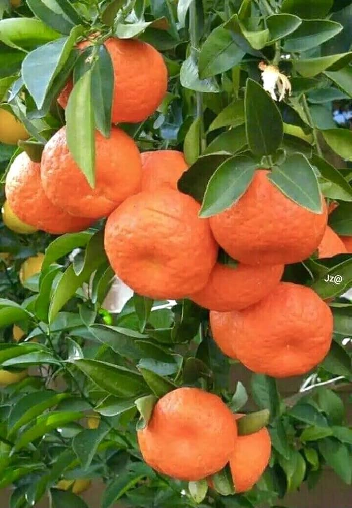 Nagpur Orange Fruit Plant-Grafted - Naturemart.in