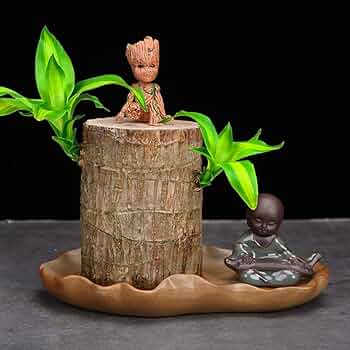 Brazilian Lucky Wood - Naturemart.in