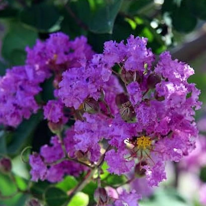 Furush Flowers Plant (Purpel Colour) - Naturemart.in