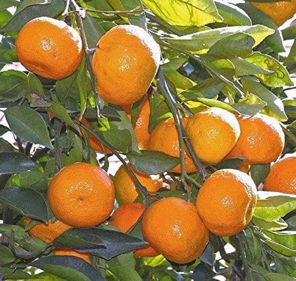Mandarin Orange Fruit Plant-Grafted - Naturemart.in