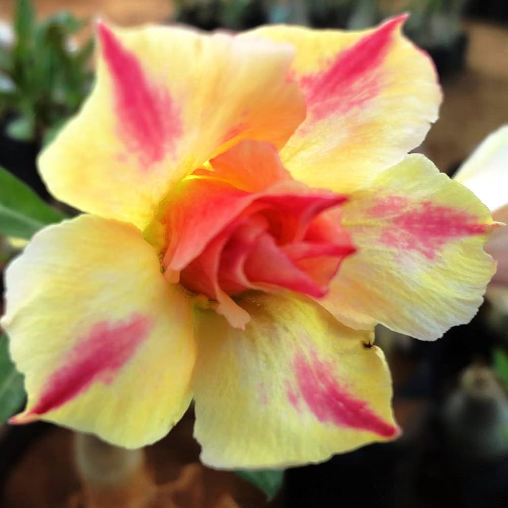 Rose Variety Adenum Flower Plant For Home Garden - Naturemart.in