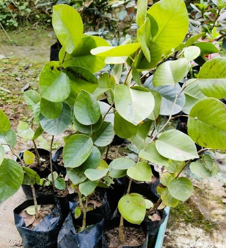 Rare Red Sandalwood plant / Lal Chandan Plant - Naturemart.in