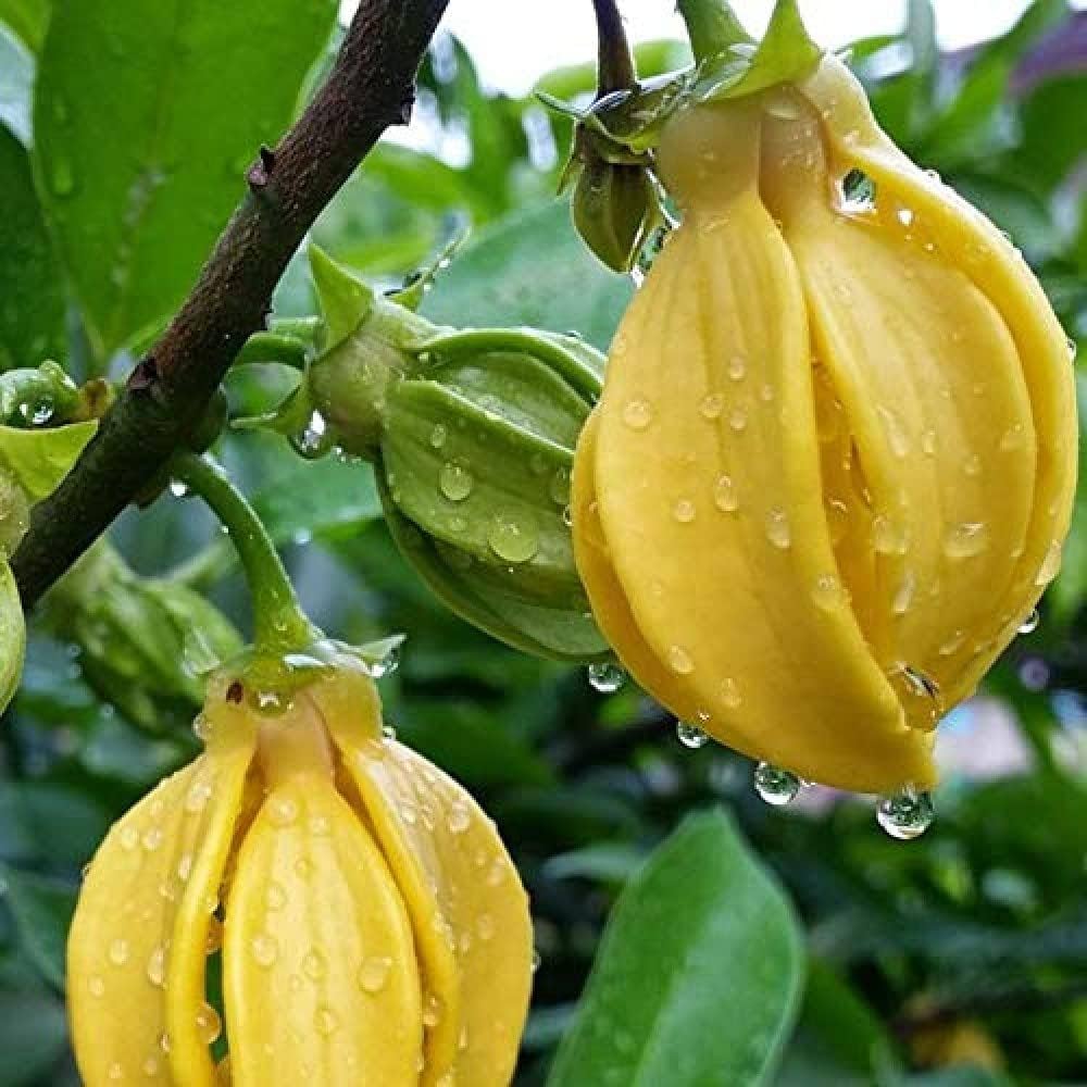 Hari Champa Flowers plants - Naturemart.in