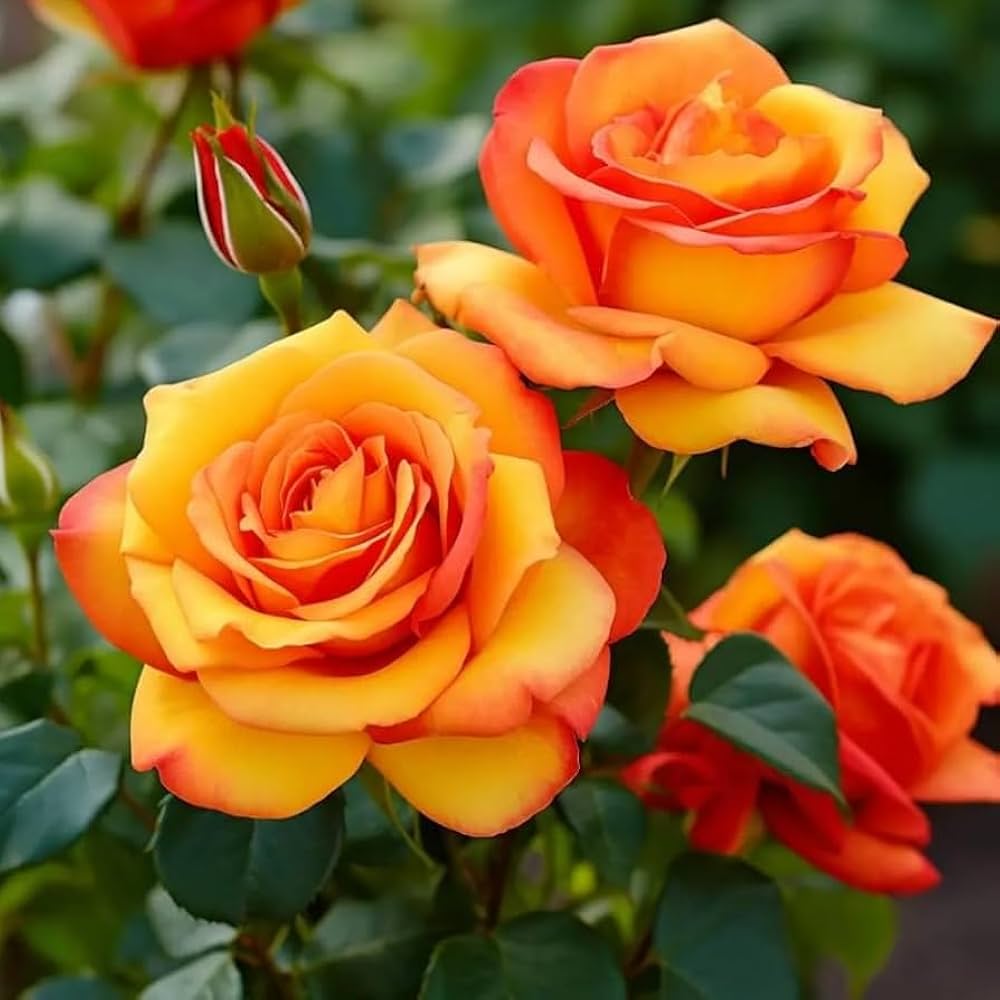 Hybrid Grafted Orange Colour Rose Plant - Naturemart.in