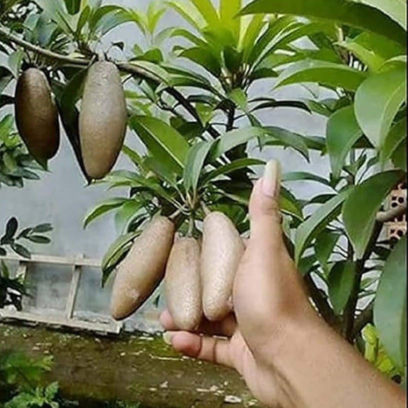 Banana Chiku Grafted Fruit Plant - Naturemart.in