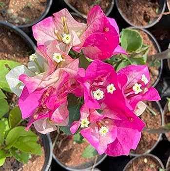 Eight Colour Bougainvillea flower plant