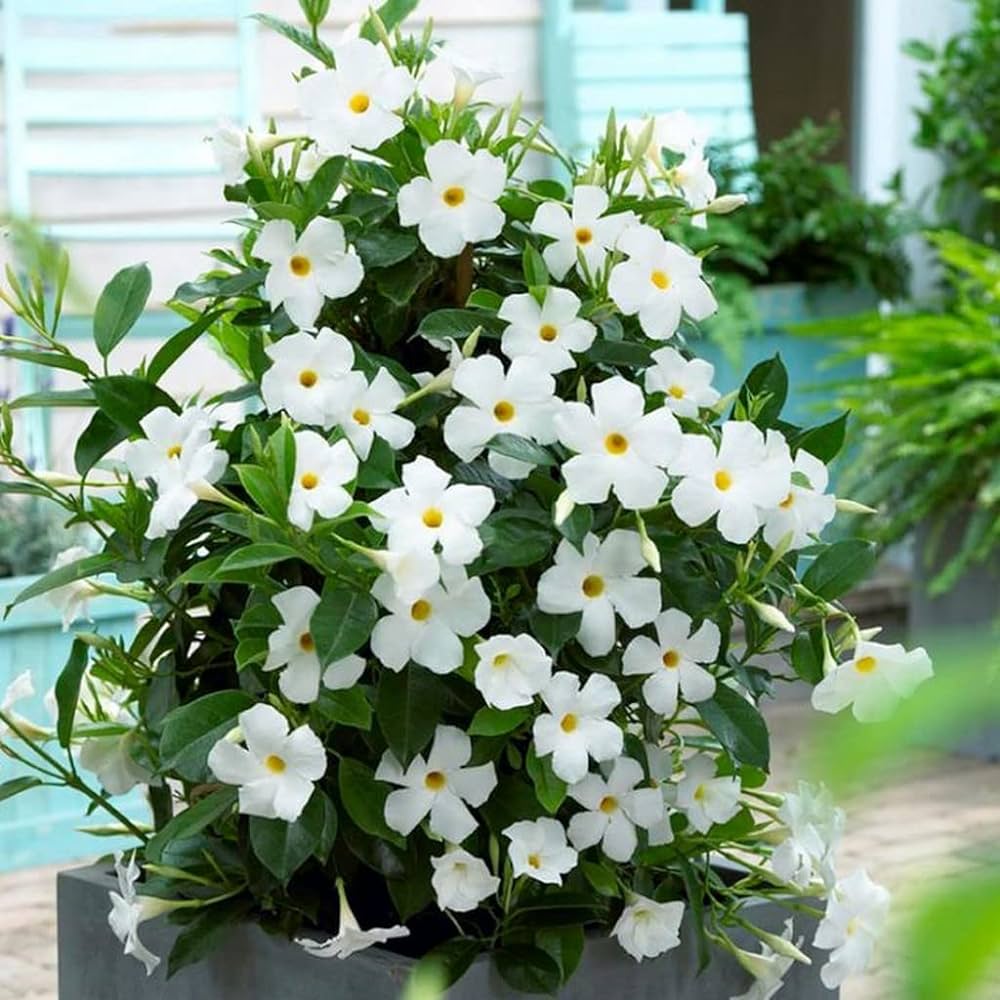 Mandevilla (White)Flowers Plant For Home Garden - Naturemart.in