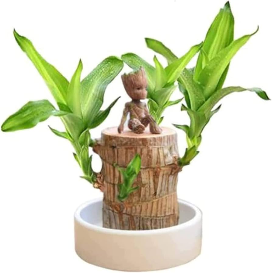 Brazilian Lucky Wood - Naturemart.in