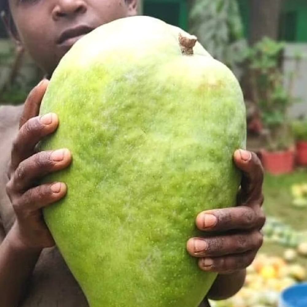 Hybrid Noorjahan Mango Fruit plant - Naturemart.in
