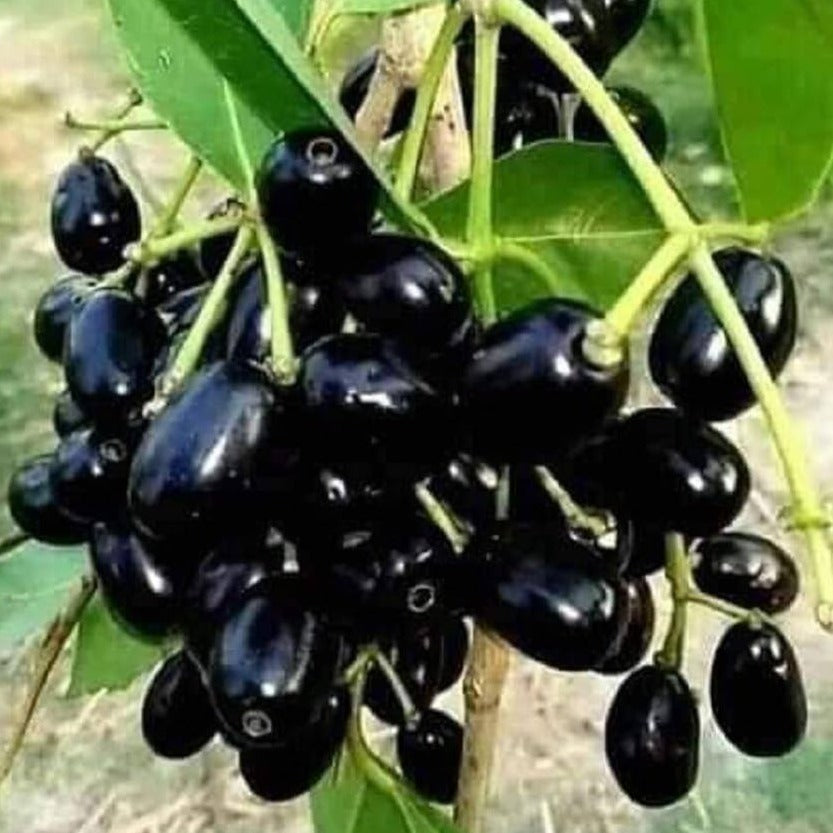 Black Jamun-Grafting Fruit Plant - Naturemart.in